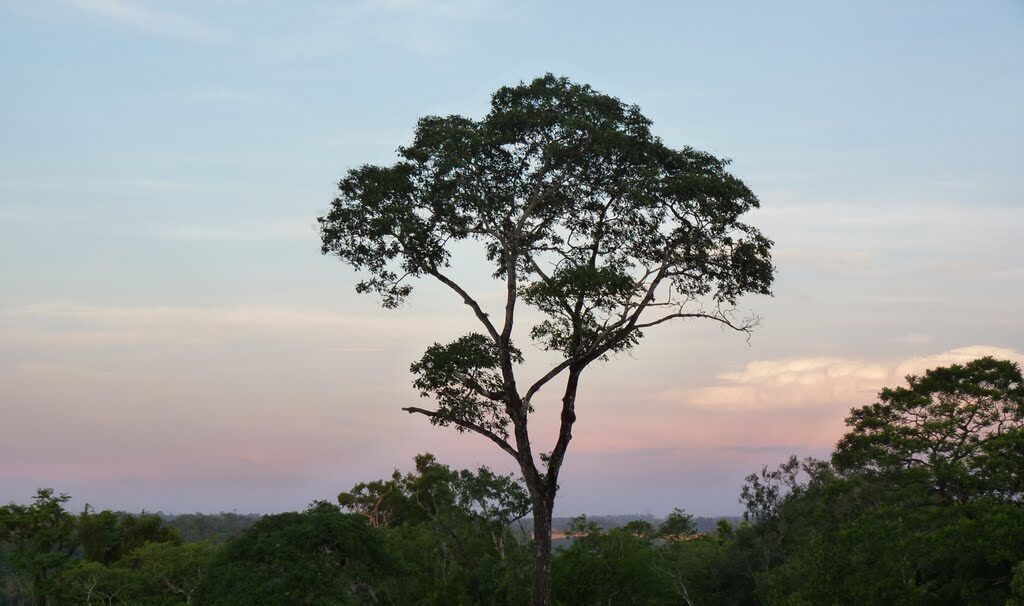 El Palorosa es un árbol de hasta 30 m de altura y 2 m de diámetro. Su copa es estrecha y ovalada; es aromático en todas sus partes